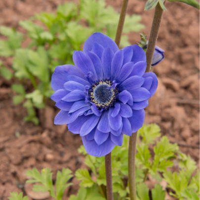 Sasanka modrá Lord Lieutenant - Anemone - hlízy sasanek - 3 ks