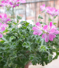 Pelargonie vonná Attar of Roses - Pelargonium capitatum - osivo muškátu - 4 ks