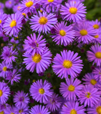 Hvězdnice chlumní - Aster amellus - osivo hvězdnice - 70 ks