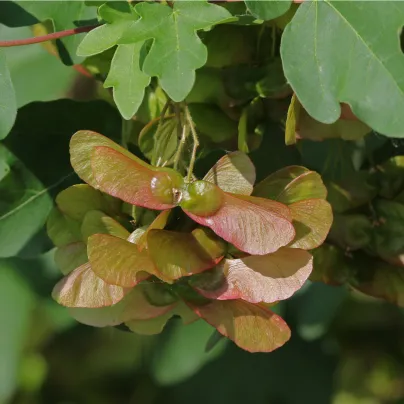 Javor opalus - Acer opalus - osivo javoru - 5 ks