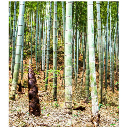 Bambus Balcooa - Bambusa balcooa - osivo bambusu - 2 ks