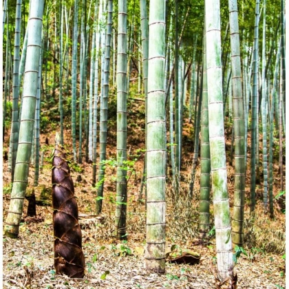 Bambus Balcooa - Bambusa balcooa - osivo bambusu - 2 ks