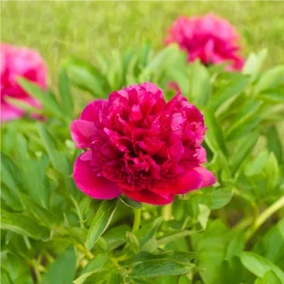 Pivoňka hrnková Patio London - Paeonia - hlízy pivoněk - 1 ks