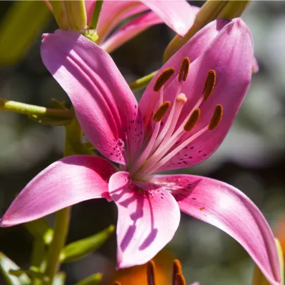 Lilie Happy Kiss - Lilium - cibule lilií - 1 ks