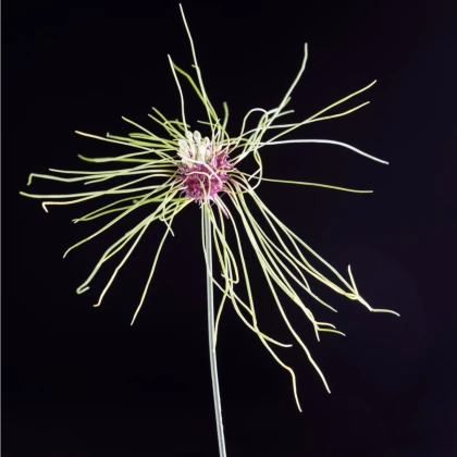 Česnek vláskatý okrasný Hair - Allium - cibule česneků - 3 ks