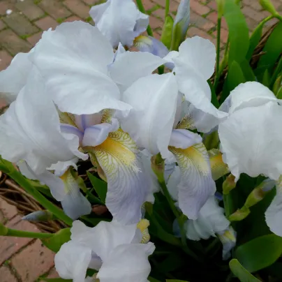 Kosatec síťkovaný bílý - Iris reticulata - cibulky kosatců - 3 ks