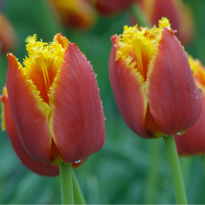 Tulipán Lambada - Tulipa - cibule tulipánů - 3 ks