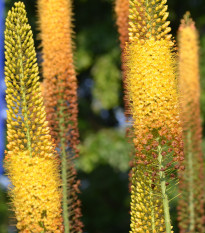 Liliochvostec úzkolistý Kleopatra - Eremurus - hlízy liliochvostců - 1 ks
