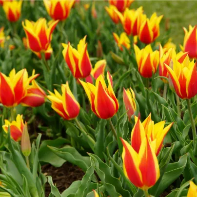Tulipán Aladdin - Tulipa - cibule tulipánů - 3 ks