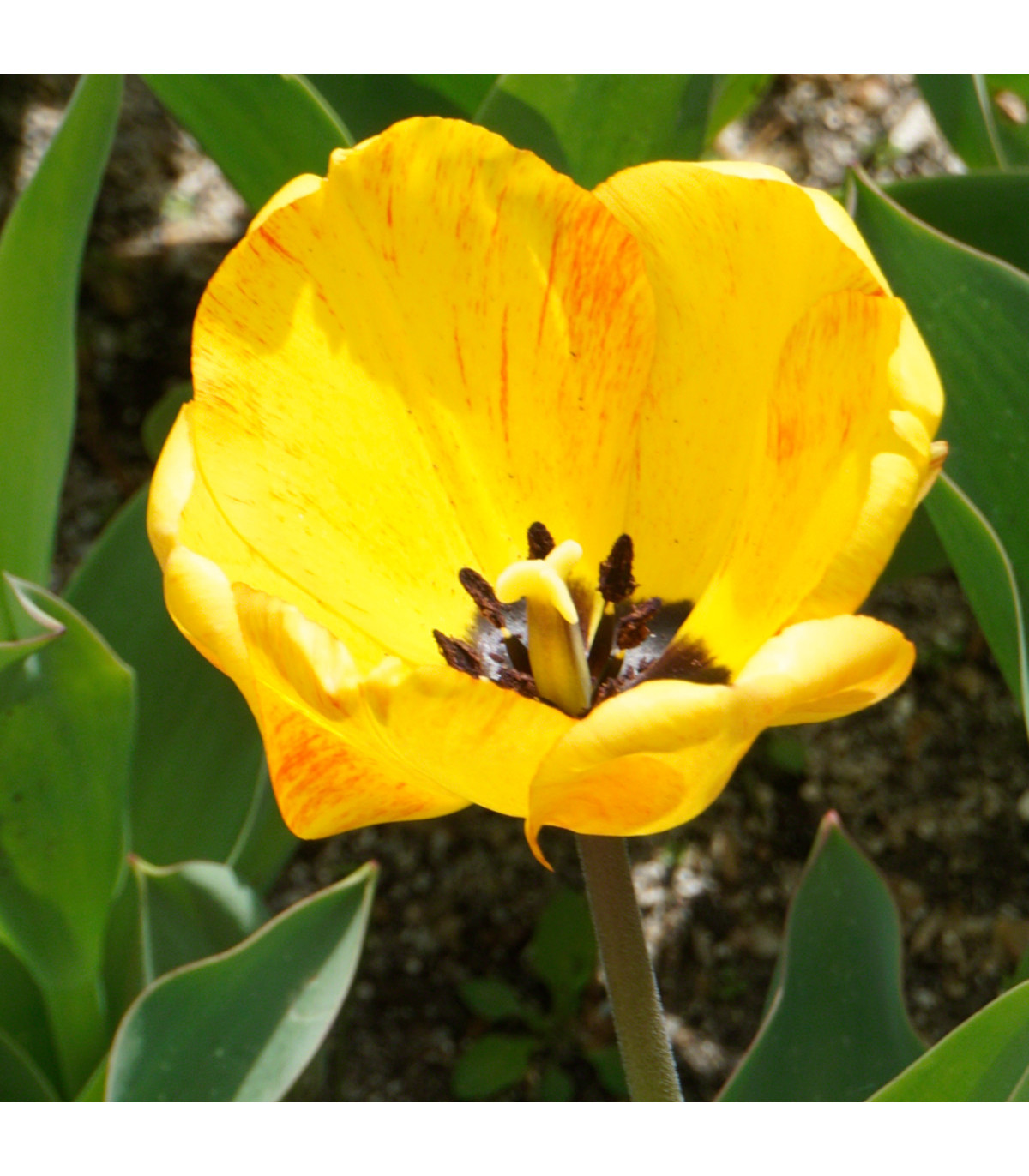 Tulipán Golden Apeldoorn - Tulipa - cibule tulipánů - 3 ks