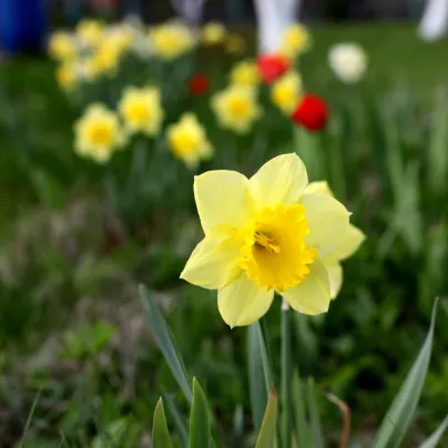 Narcis Barenwyn - Narcissus - cibule narcisů - 3 ks
