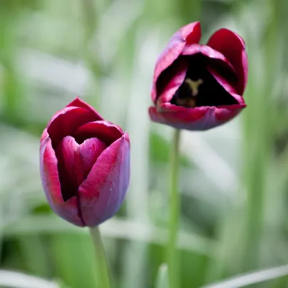 Tulipán Ronaldo - Tulipa - cibule tulipánů - 3 ks