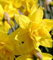 Narcis Golden Ducat - Narcissus - cibule narcisů - 3 ks