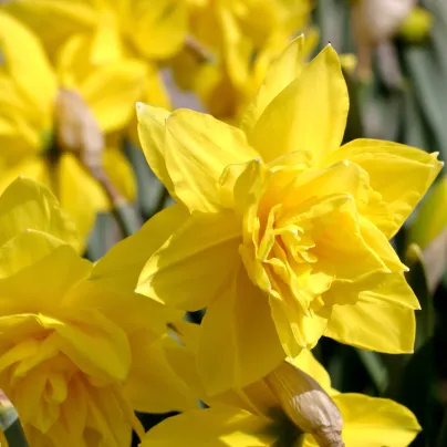 Narcis Golden Ducat - Narcissus - cibule narcisů - 3 ks
