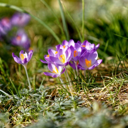 Krokus Tomasiniho Lilac Beauty - Crocus tommasinianus - hlízy krokusů - 3 ks