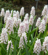 Modřenec růžový - Muscari Pink Sunrise - cibule modřenců - 2 ks