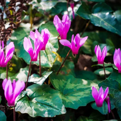 Brambořík břečťanolistý - Cyclamen Hederifolium - hlízy bramboříků - 1 ks