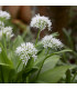 Česnek medvědí - Allium ursinum - cibule medvědího česneku - 3 ks