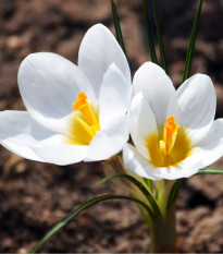 Krokus Miss Vain - Crocus biflorus - hlízy krokusů - 3 ks