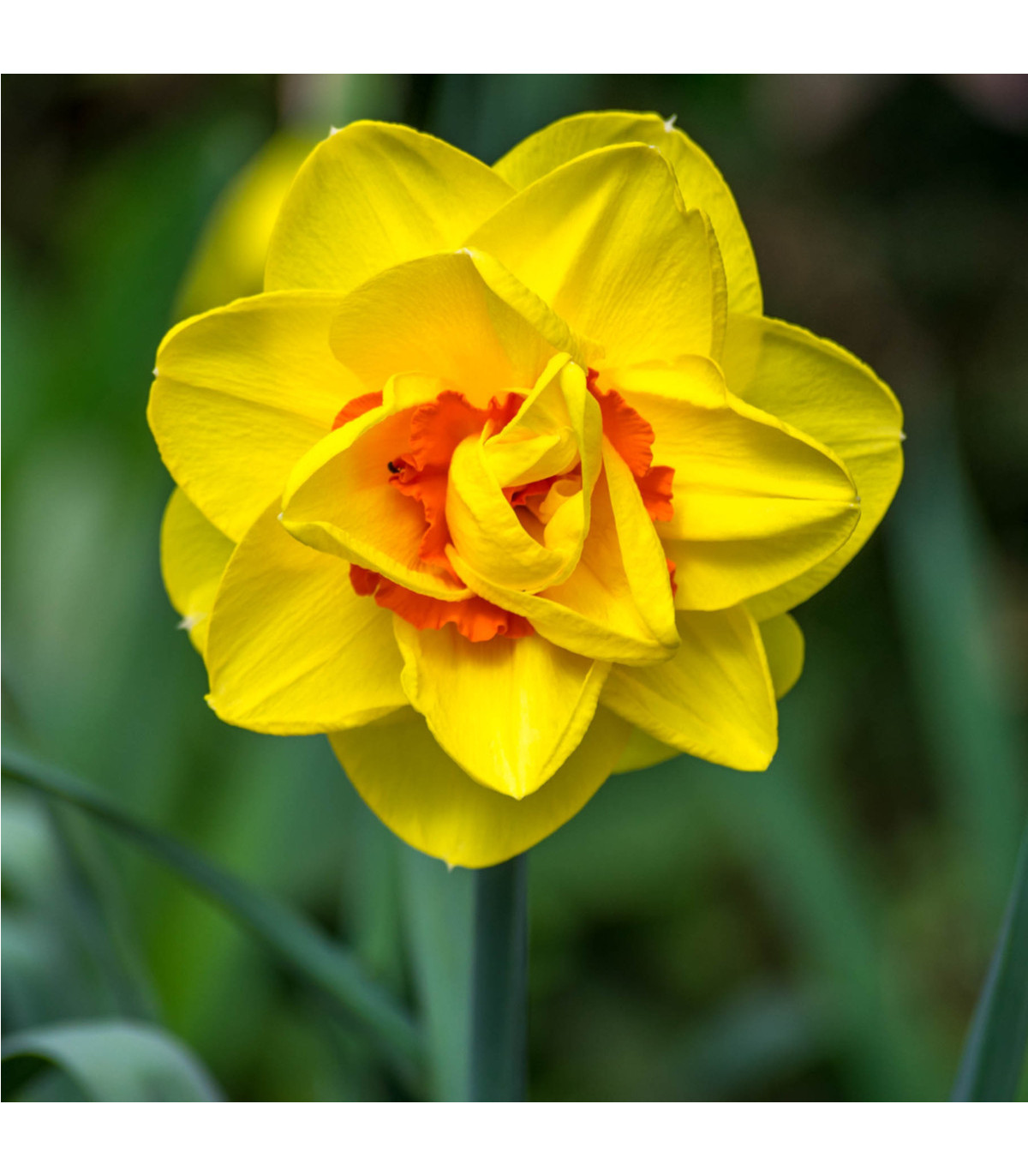 Narcis Tahiti - Narcissus - cibule narcisů - 3 ks
