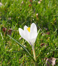 Krokus Jeanne d Arc - Crocus vernus - hlízy krokusů - 3 ks