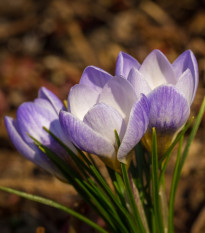 Krokus Blue Pearl - Crocus - hlízy krokusů - 3 ks