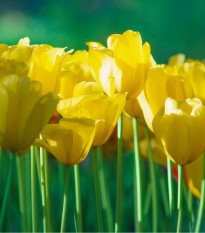 Tulipán Monte Carlo - Tulipa - cibule tulipánů - 3 ks