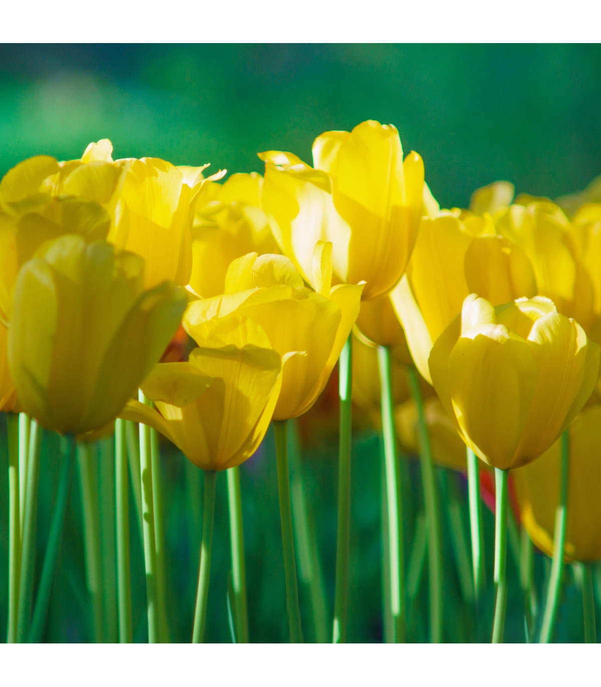 Tulipán Monte Carlo - Tulipa - cibule tulipánů - 3 ks