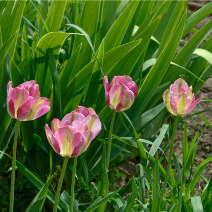 Tulipán Groenland - Tulipa - cibule tulipánů - 3 ks
