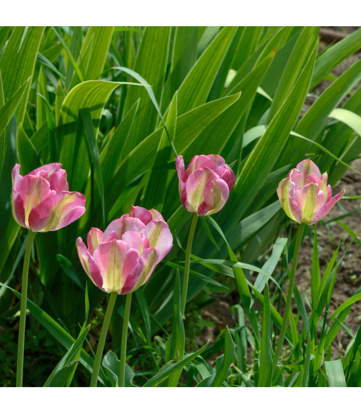 Tulipán Groenland - Tulipa - cibule tulipánů - 3 ks
