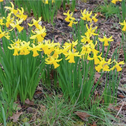 Narcis February Gold - Narcissus - cibule narcisů - 3 ks