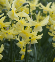 Narcis Hawera - Narcissus - cibule narcisů - 3 ks