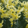 Narcis Hawera - Narcissus - cibule narcisů - 3 ks