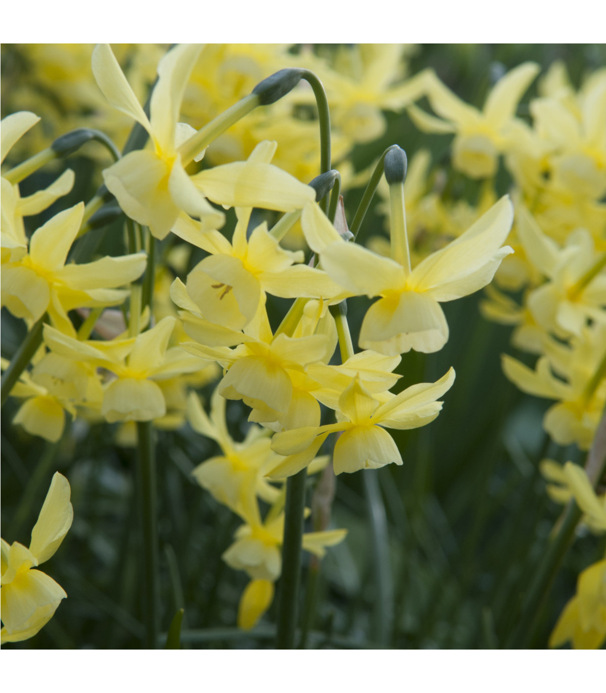 Narcis Hawera - Narcissus - cibule narcisů - 3 ks