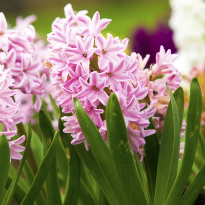 Hyacint Fondant - Hyacinthus - cibule hyacintů - 1 ks