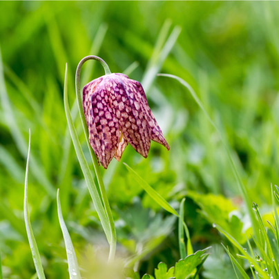 Řebčík kostkovaný - Fritillaria meleagris - cibule řebčíků - 3 ks
