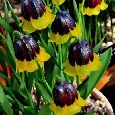 Řebčík Uva-vulpis - Fritillaria - cibule řebčíků - 5 ks