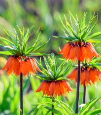 Řebčík královský - Fritillaria imperialis aurora - cibule řebčíků - 1 ks