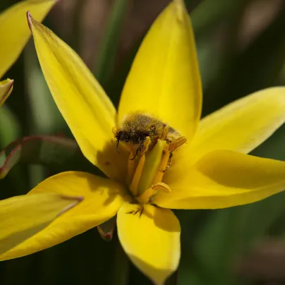 Tulipán nízký Urumiensis - Tulipa - cibule tulipánů - 3 ks