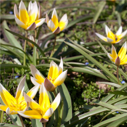 Tulipán pozdní Tarda - Tulipa - cibule tulipánů - 3 ks
