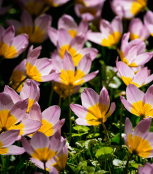 Tulipán skalní Bakerii Lilac Wonder - Tulipa saxatilis - cibule tulipánů - 3 ks