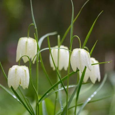 Řebčík bílý - Fritillaria meleagris - cibule řebčíků - 3 ks
