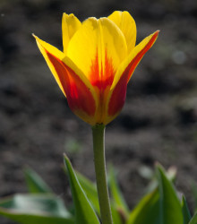 Tulipán nízký Stresa - Tulipa - cibule tulipánů - 3 ks