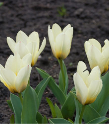 Tulipán Concerto - Tulipa - cibule tulipánů - 3 ks