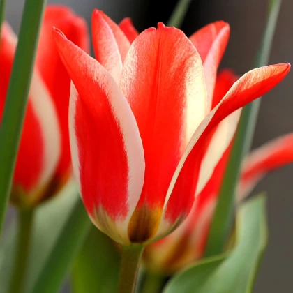 Tulipán Pinocchio - Tulipa - cibule tulipánů - 3 ks