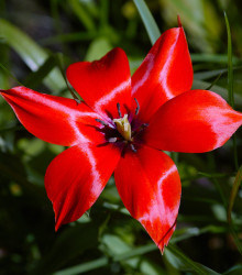 Tulipán Linifolia do skalky - Tulipa - cibule tulipánů - 3 ks