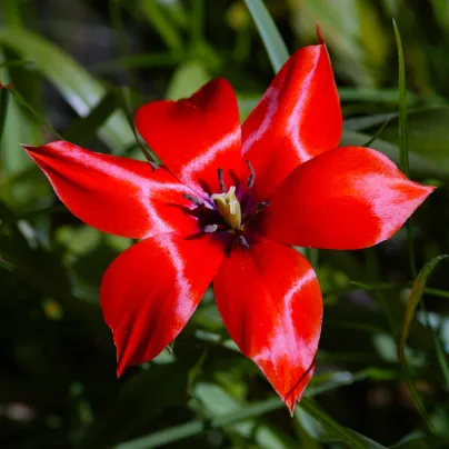 Tulipán Linifolia - Tulipa - cibule tulipánů - 3 ks