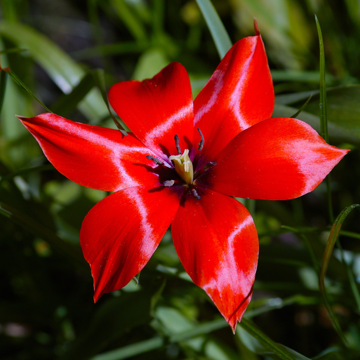 Tulipán Linifolia - Tulipa - cibule tulipánů - 3 ks