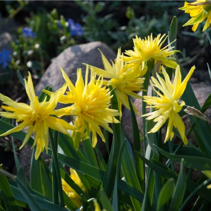 Mininarcis Rip van Winkle - Narcissus - cibule narcisů - 3 ks