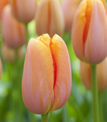 Tulipán Dordogne - Tulipa - cibule tulipánů - 3 ks